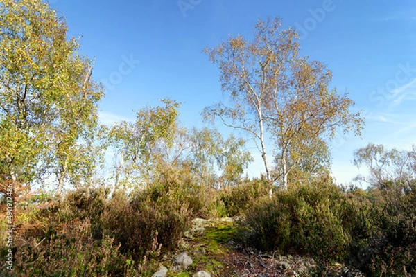 Obraz Denecourt path in Barbizon gorges. fontainebleau forest