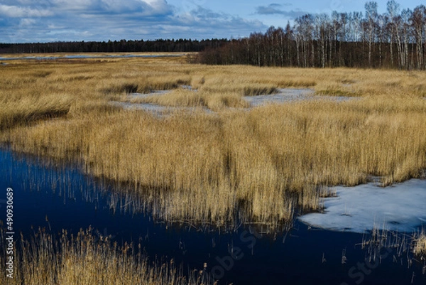 Obraz lake in the forest
