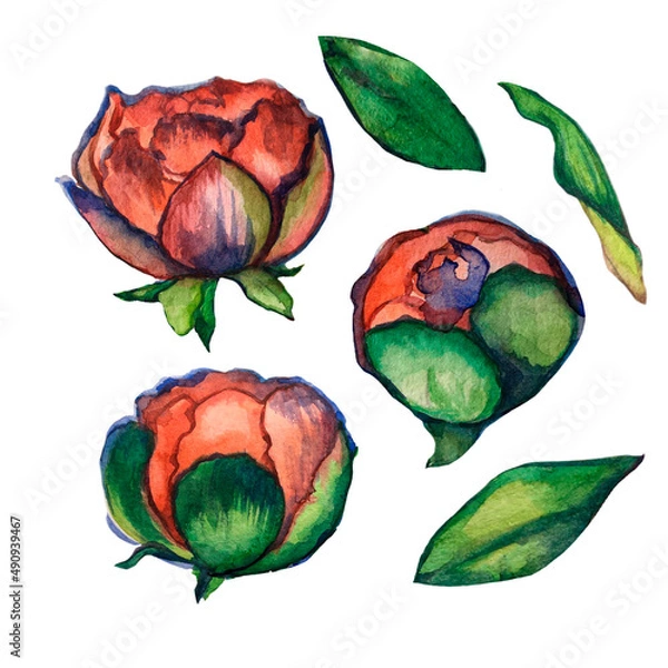 Obraz Flower elements on a white background. Flowers, spring illustration.