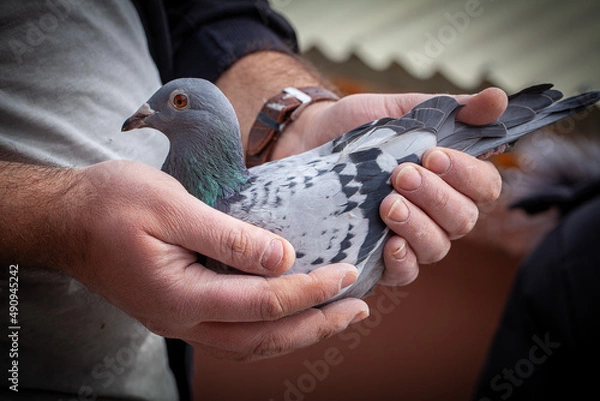Fototapeta Side view of a handling racing pigeon. Homing pigeon on the hands. A man holding a racing pigeon.