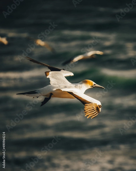 Obraz Gannet in flight over the ocean