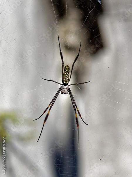 Obraz Nephila, golden orb weaver spider