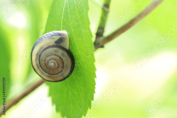 Fototapeta snail on a leaf