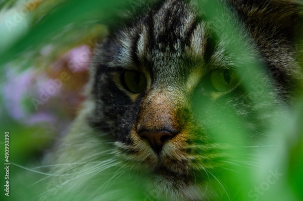 Fototapeta Maine Coon cat hid in the grass