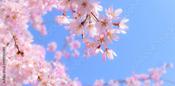 Fototapeta 青空と満開の桜の花のクローズアップ、しだれ桜のフレーム素材、サクラのヘッダー