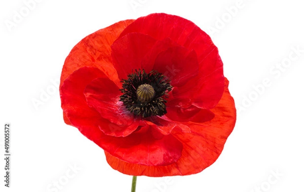 Obraz Piękny poppy kwiat izolowany