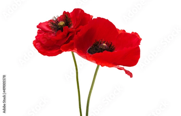 Obraz beautiful poppy flower isolated