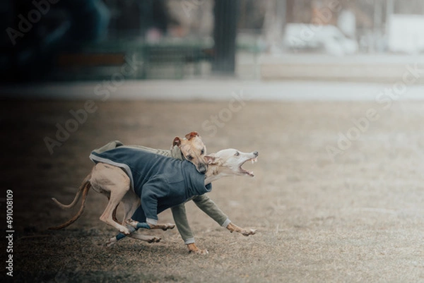 Fototapeta psy biegną