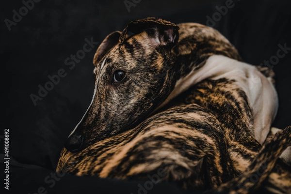 Fototapeta whippet chart