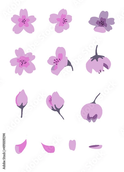 Fototapeta 봄 벚꽃 꽃 아이콘 일러스트 벡터 소스 디자인