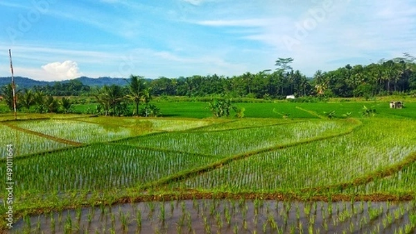 Obraz Rice Fields in Asia