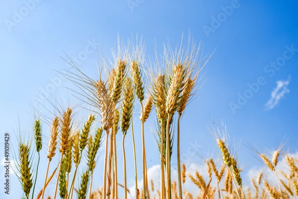 Fototapeta Ripe Barley wheat field against blue sky background.
