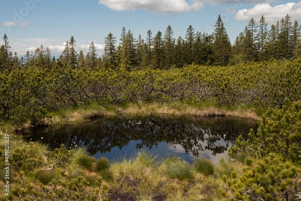 Fototapeta Small lake Lovrenška jezera near Rogla in Slovenia