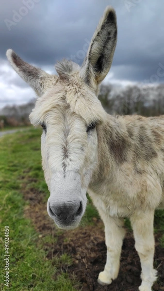 Obraz Ane pelage clair