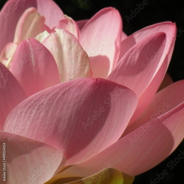 Fototapeta 蓮の花