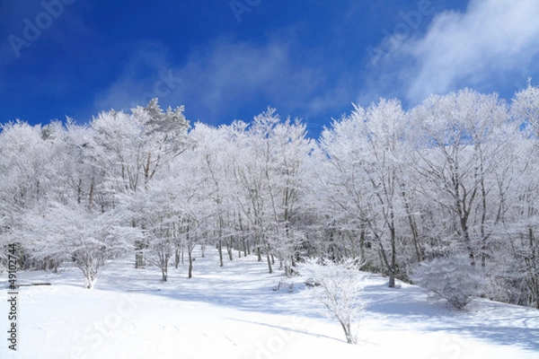 Obraz 面ノ木原生林