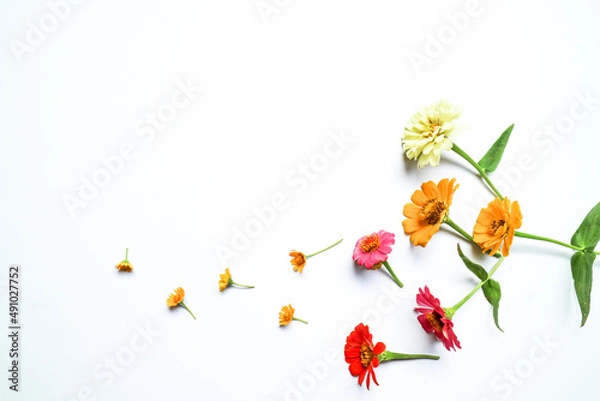 Fototapeta Beautiful zinnia flower composition on white background isolated. Flat lay, top view, copy flat still life.