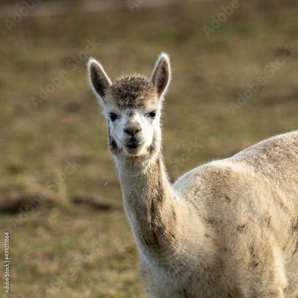 Obraz Weißes Alpaka