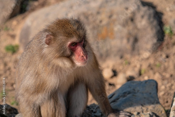 Obraz lonely monkey on the mountain