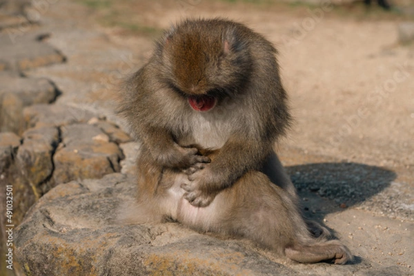 Obraz lonely monkey on the mountain