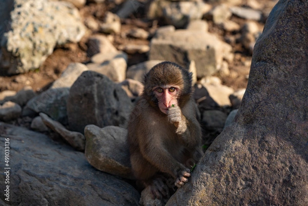 Obraz a baby monkey in a group