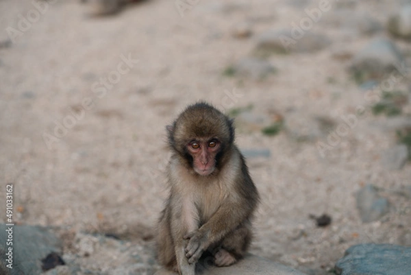 Obraz a baby monkey in a group
