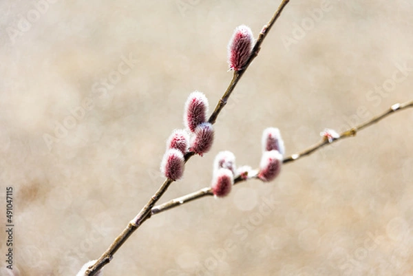 Fototapeta ピンクネコヤナギ