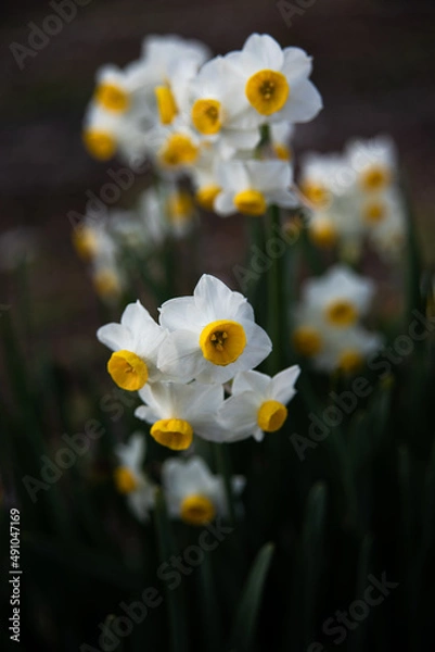 Fototapeta 水仙の花