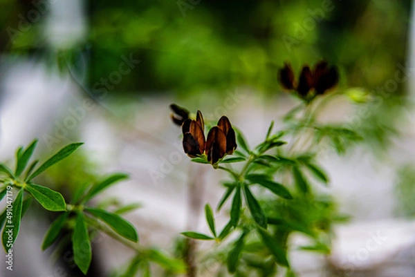 Obraz ロータスブラックムーニー