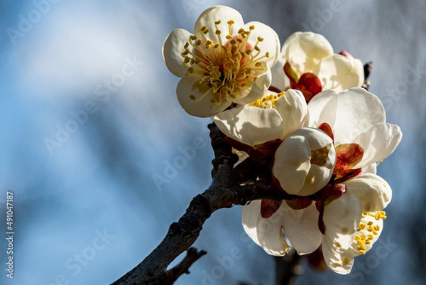 Fototapeta 梅の花