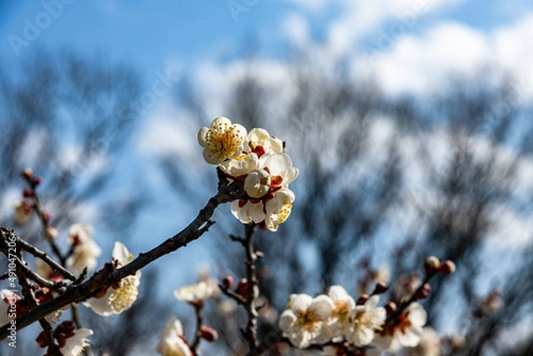 Fototapeta 梅の花