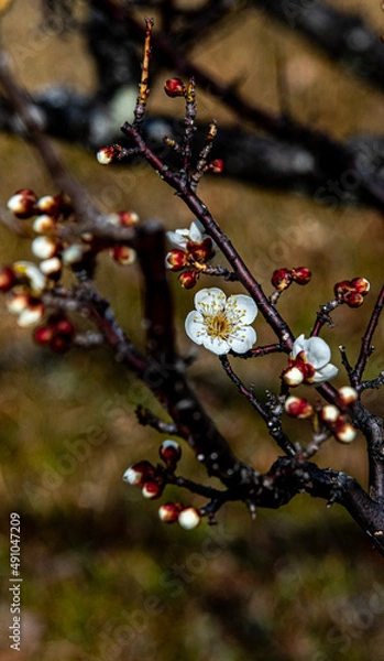 Obraz 梅の花