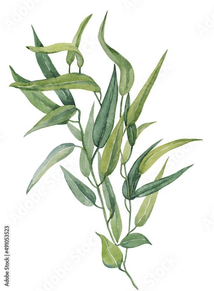 Obraz Watercolor drawing of a branch of eucalyptus on a white background.
