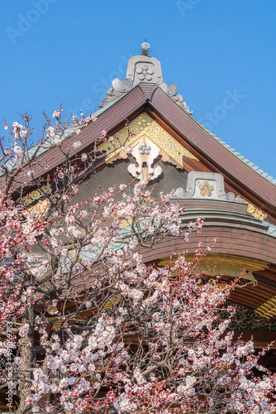 Obraz 東京都文京区　湯島天神の梅まつり　紅梅白梅枝垂れ梅
