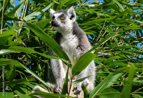 Obraz Maki sitting in tree