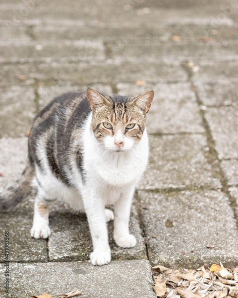 Fototapeta Mongrel cat looking at the camera