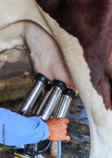 Fototapeta Worker connecting the milking machine to udders of a cow
