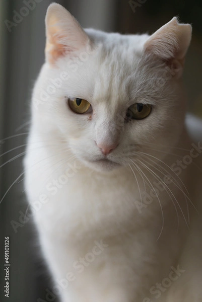 Fototapeta 白の保護猫（a cute white rescued cat）