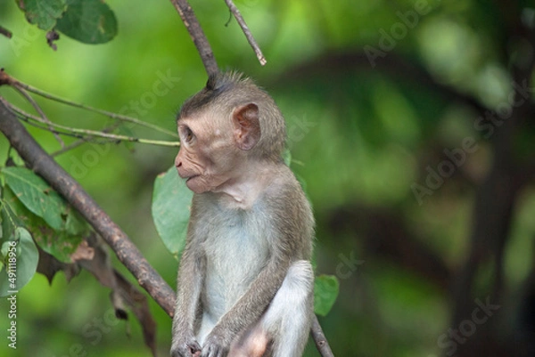 Fototapeta 可愛いサル