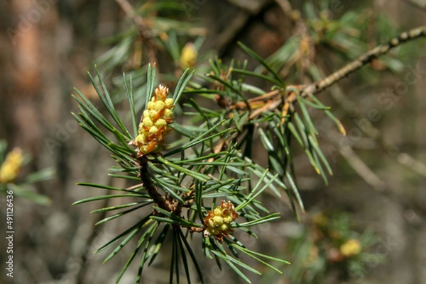 Obraz pine branch with flower