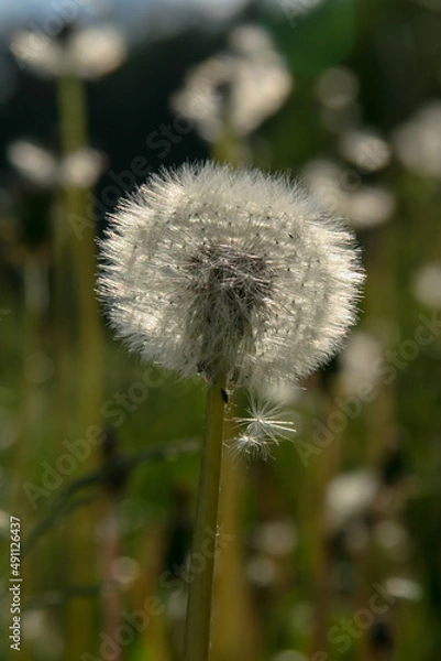 Obraz dandelion seed head