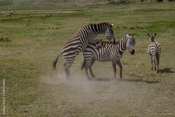 Obraz two zebras in the savannah