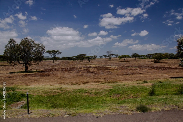 Obraz savanna landscape with trees