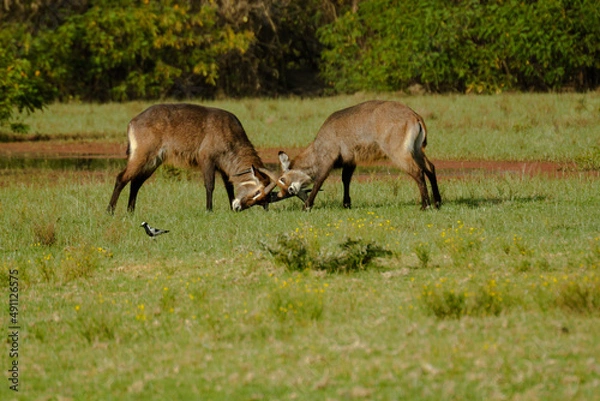 Obraz two butting antelopes