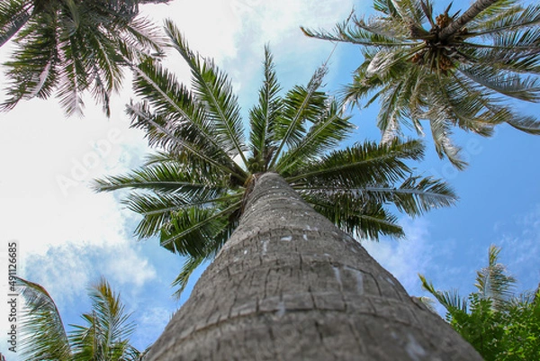 Obraz palm tree and blue sky