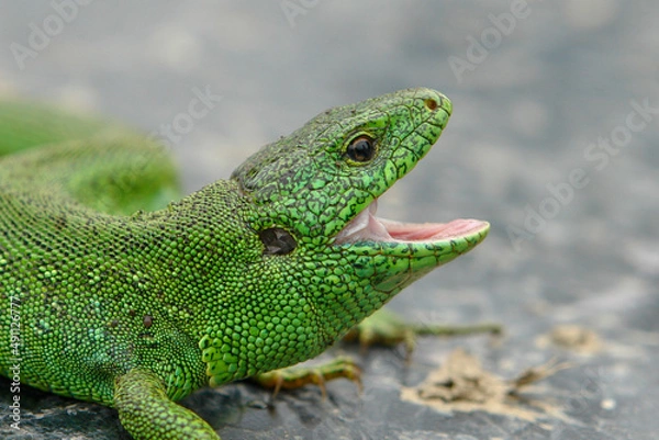 Obraz green lizard with open mouth