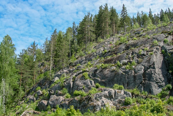Obraz trees in the mountains