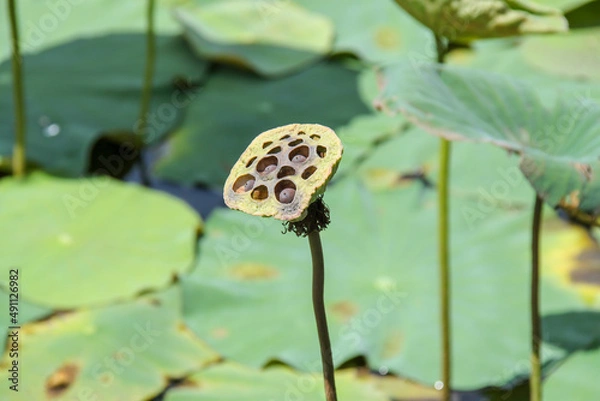 Obraz lotus seeds
