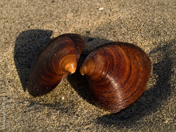 Obraz Ocean Quahog (Arctica islandica) shells