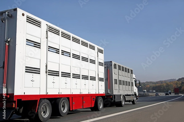 Obraz Transport bydła